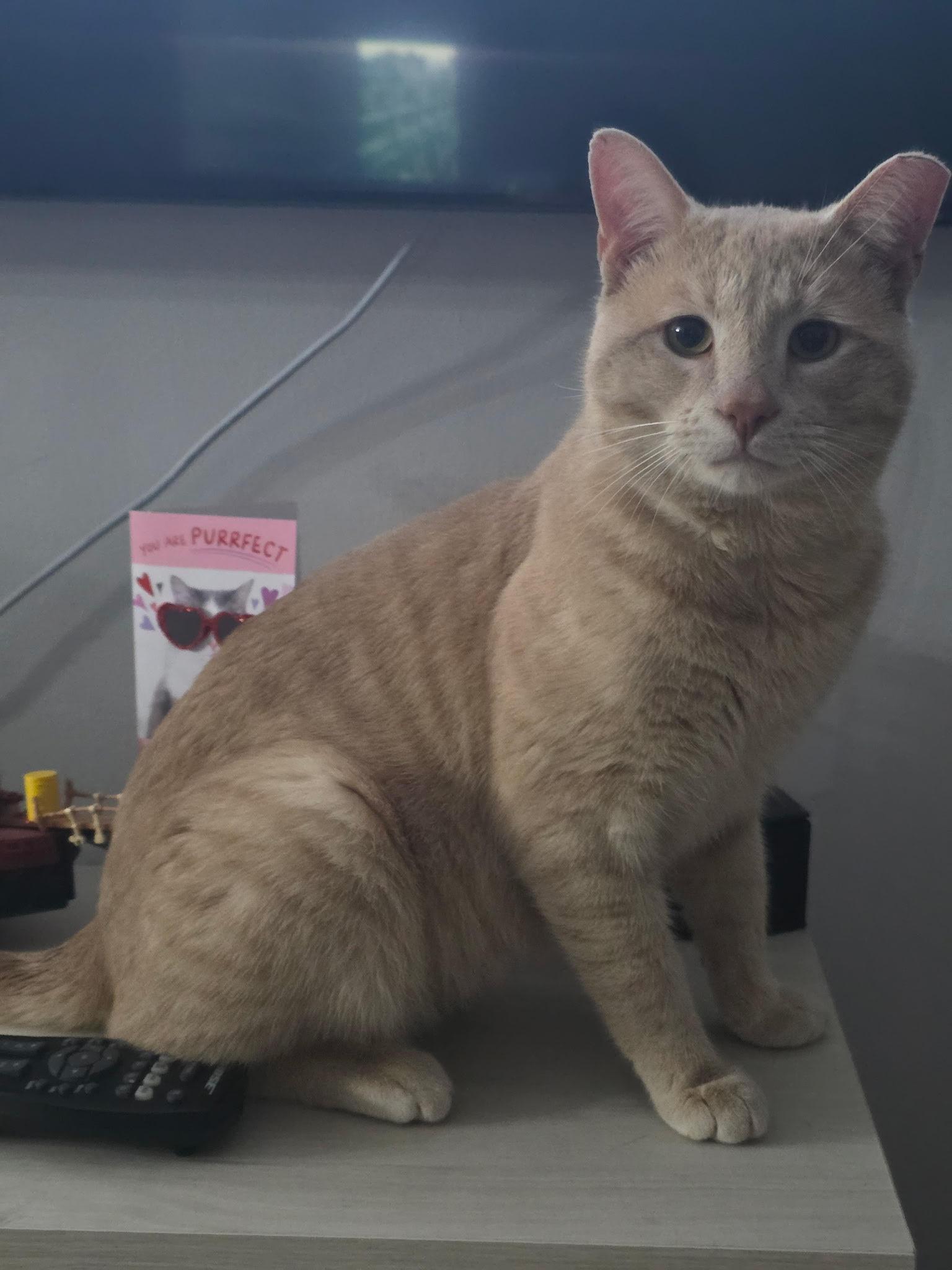 Enlarge Simba, a ADOPTABLE Domestic Short Hair in South Ozone Park, NY image 6/6