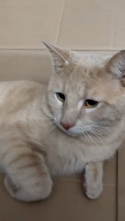 Enlarge Simba, a ADOPTABLE Domestic Short Hair in South Ozone Park, NY video 2/6