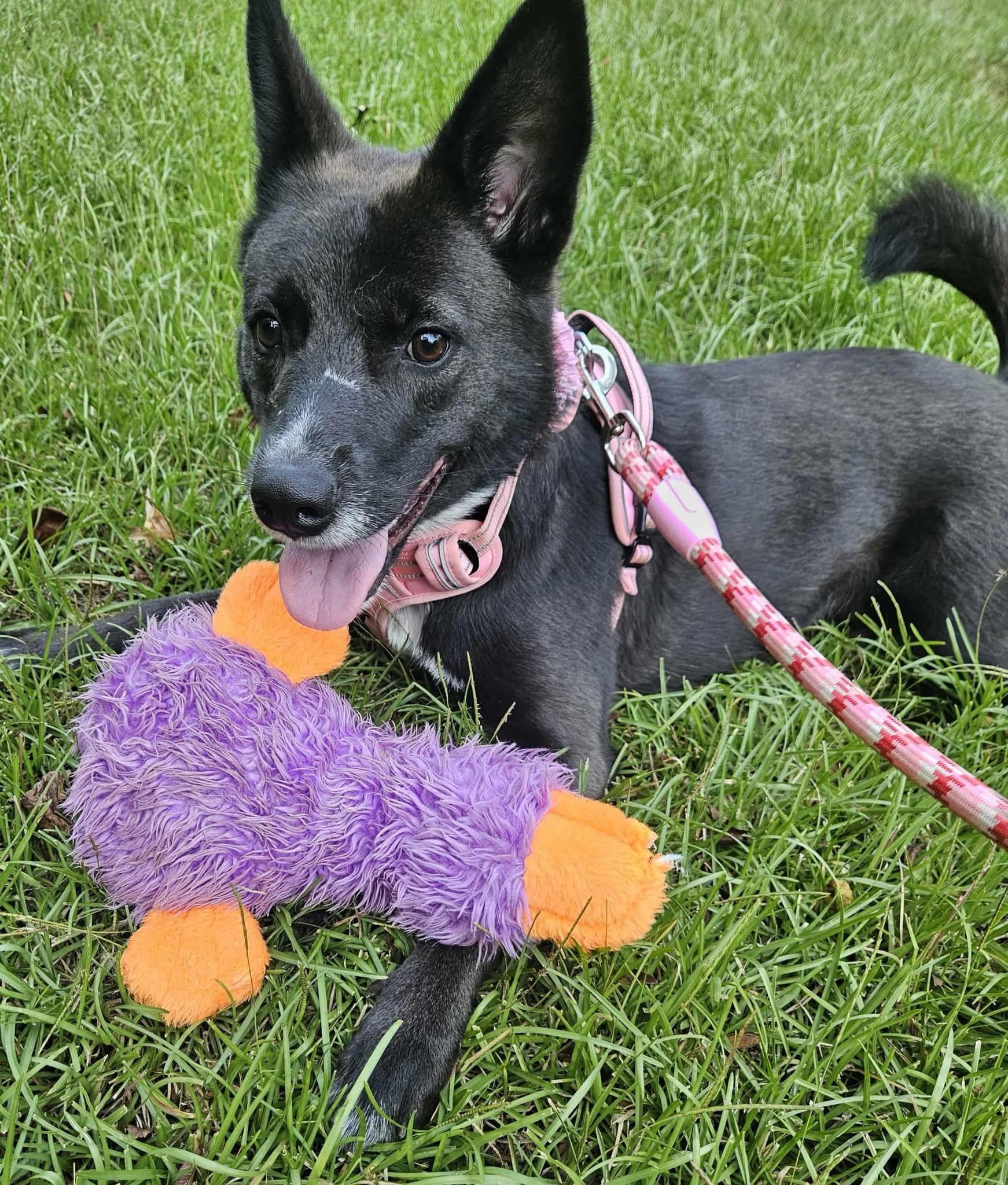 Roxy, a Adoptable mixed breed in Alexander, AR image 1/4