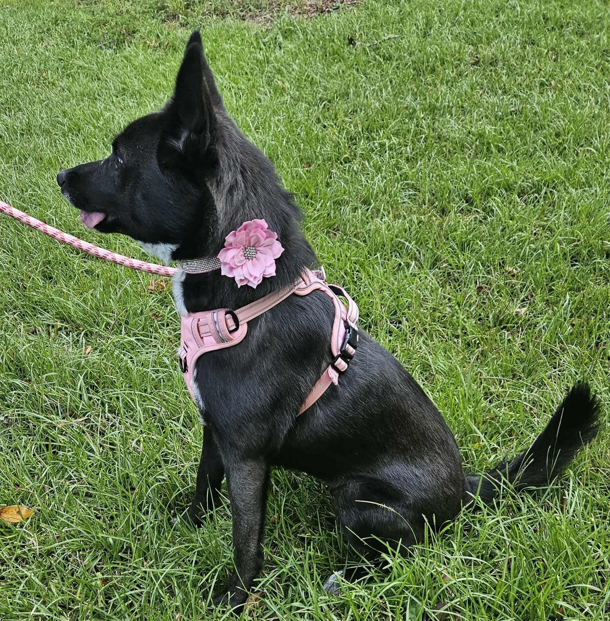 Roxy, a Adoptable mixed breed in Alexander, AR image 2/4