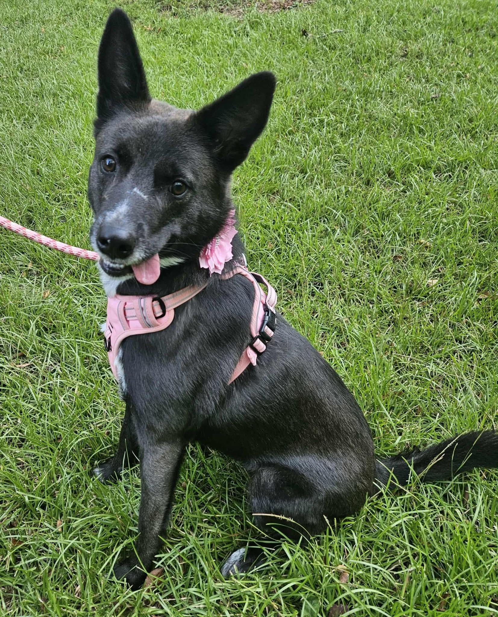 Roxy, a Adoptable mixed breed in Alexander, AR image 3/4