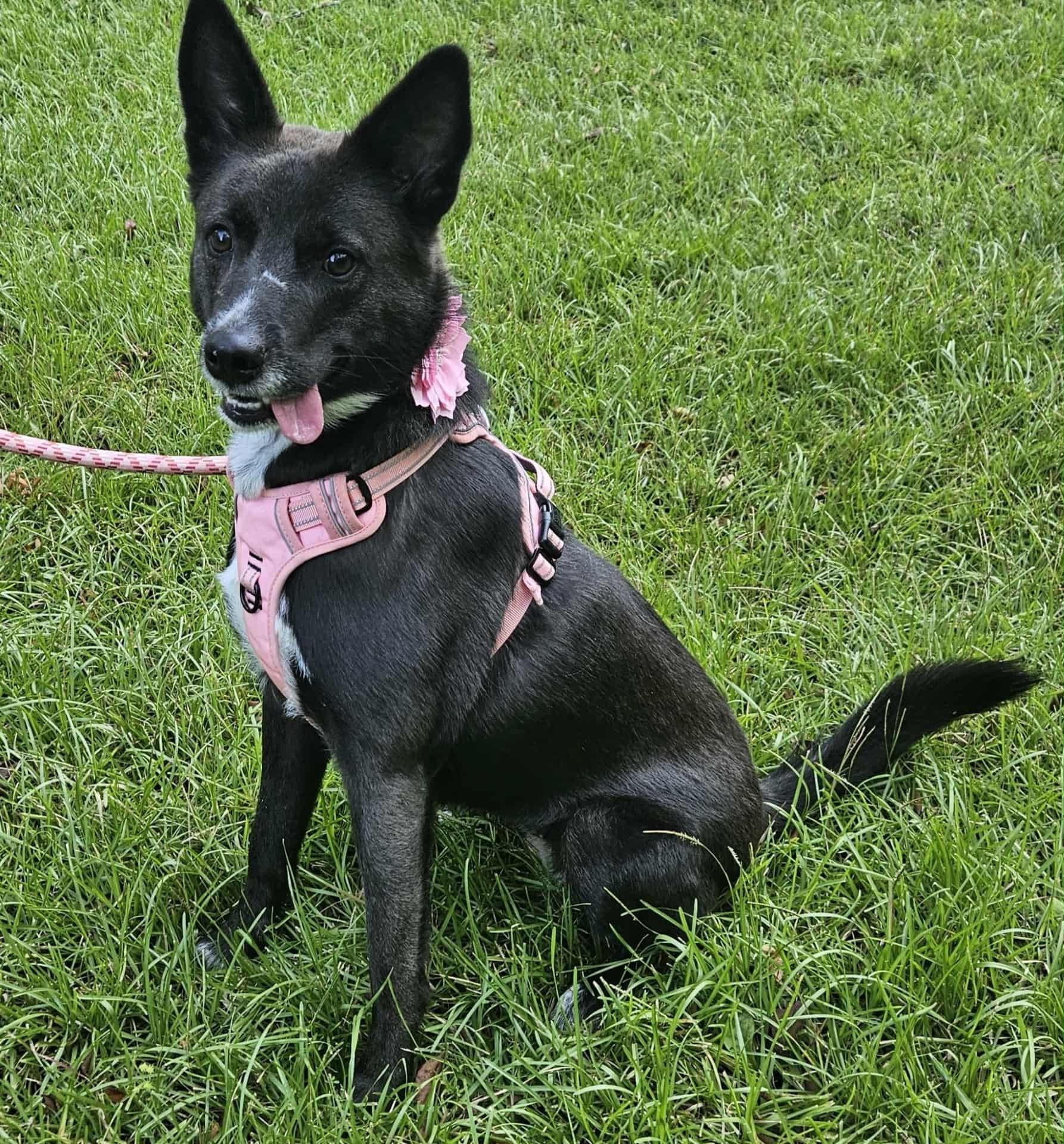 Roxy, a Adoptable mixed breed in Alexander, AR image 4/4