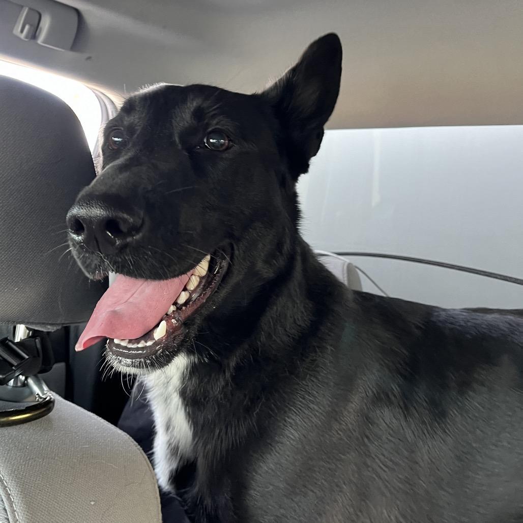 Maria Reynolds, Adoptable, Adult Female German Shepherd Dog.