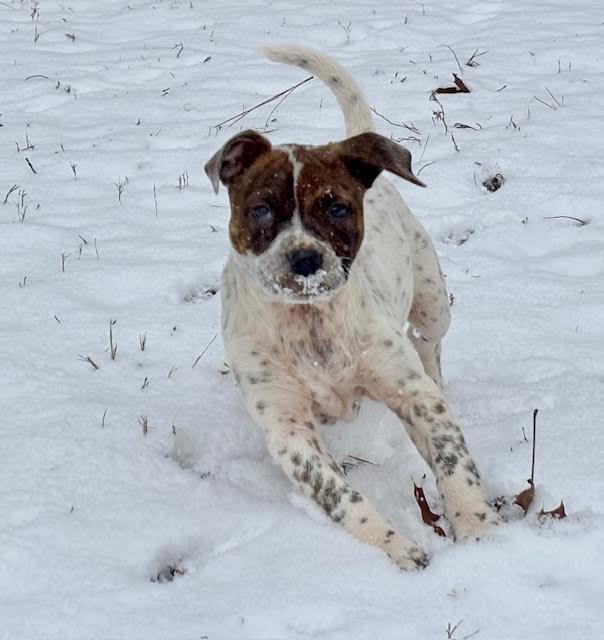 Enlarge Emillia, a ADOPTABLE mixed breed in Cumming, GA image 2/6