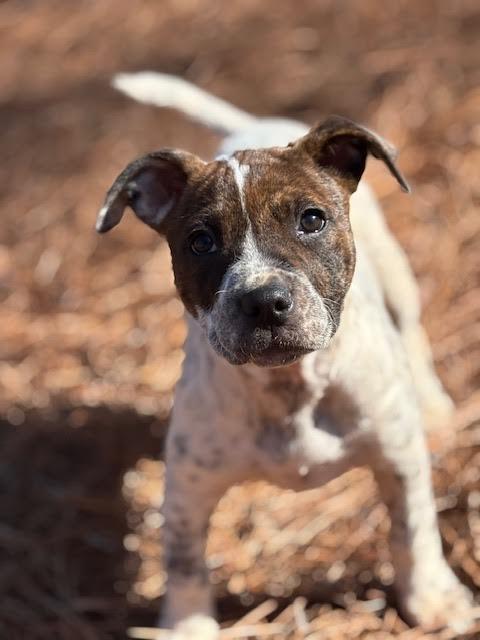 Enlarge Emillia, a ADOPTABLE mixed breed in Cumming, GA image 5/6