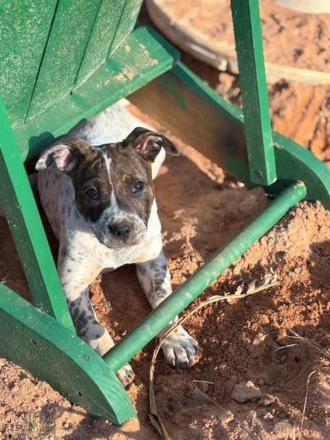 Enlarge Emillia, a ADOPTABLE mixed breed in Cumming, GA image 2/6