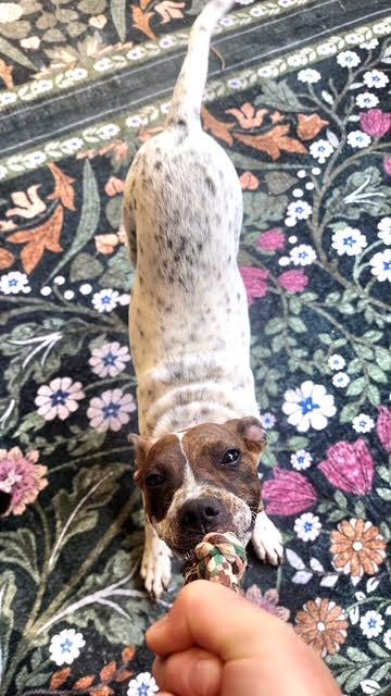 Enlarge Emillia, a ADOPTABLE mixed breed in Cumming, GA image 4/6