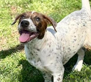 Emillia, ADOPTABLE, Puppy Female German Shorthaired Pointer & Pit Bull Terrier.
