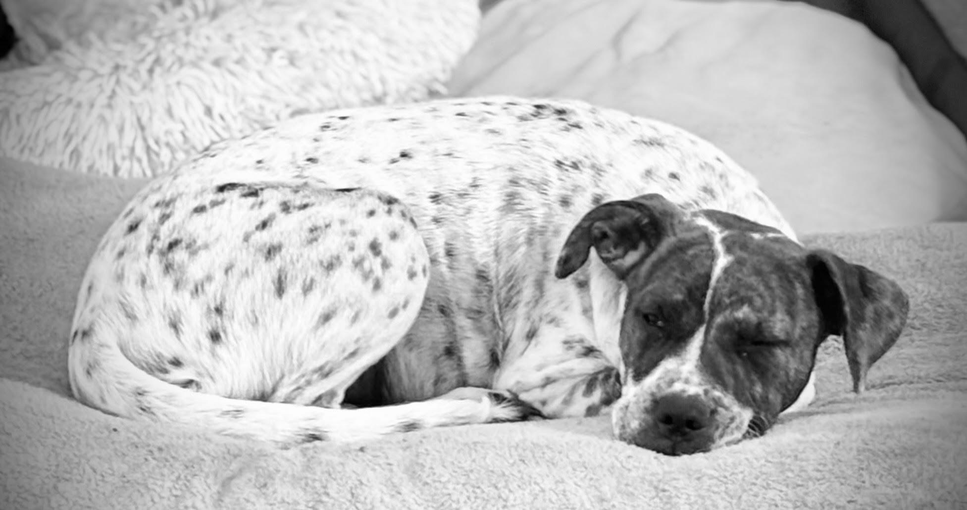 Enlarge Emillia, a ADOPTABLE mixed breed in Cumming, GA image 3/6