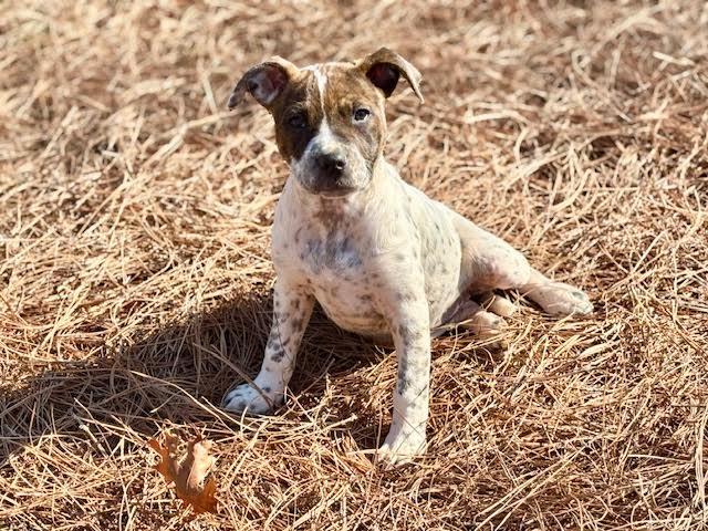 Enlarge Emillia, a ADOPTABLE mixed breed in Cumming, GA image 4/6