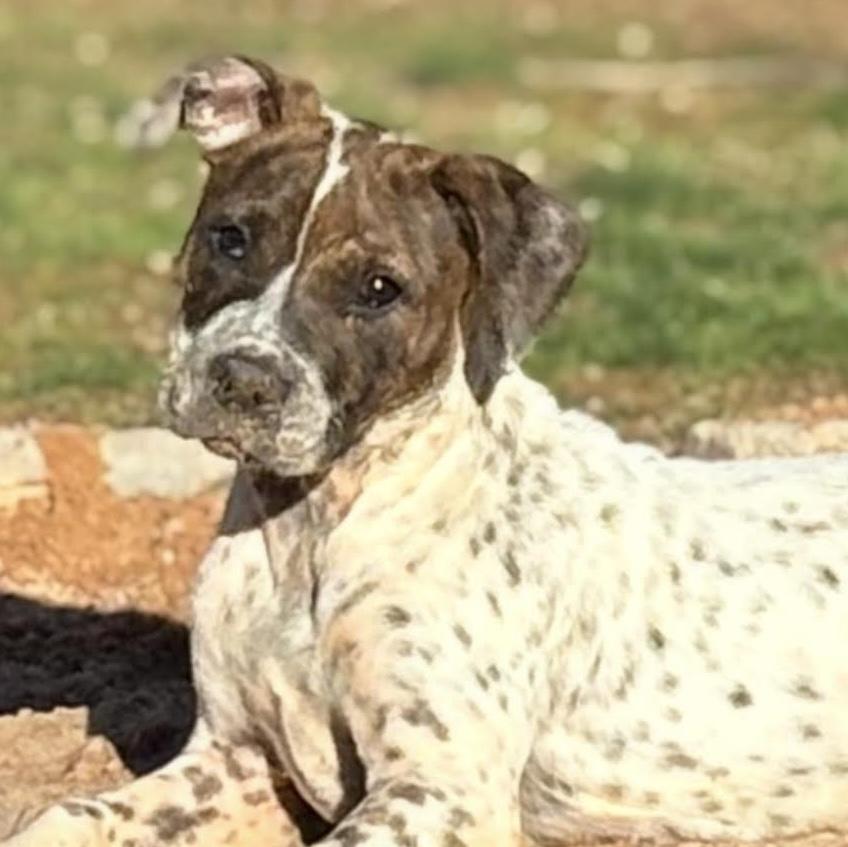 Emillia, ADOPTABLE, Puppy Female Labrador Retriever & Pit Bull Terrier.