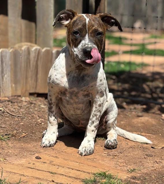 Enlarge Emillia, a ADOPTABLE mixed breed in Cumming, GA image 5/6