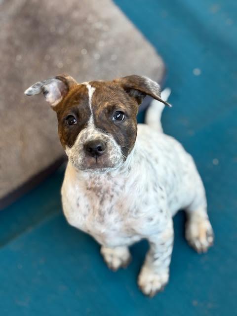 Enlarge Emillia, a ADOPTABLE mixed breed in Cumming, GA image 5/6