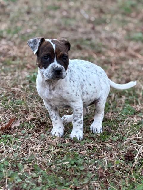 Enlarge Emillia, a ADOPTABLE mixed breed in Cumming, GA image 1/6