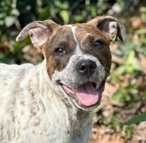 Enlarge Emillia, a ADOPTABLE mixed breed in Cumming, GA image 1/6