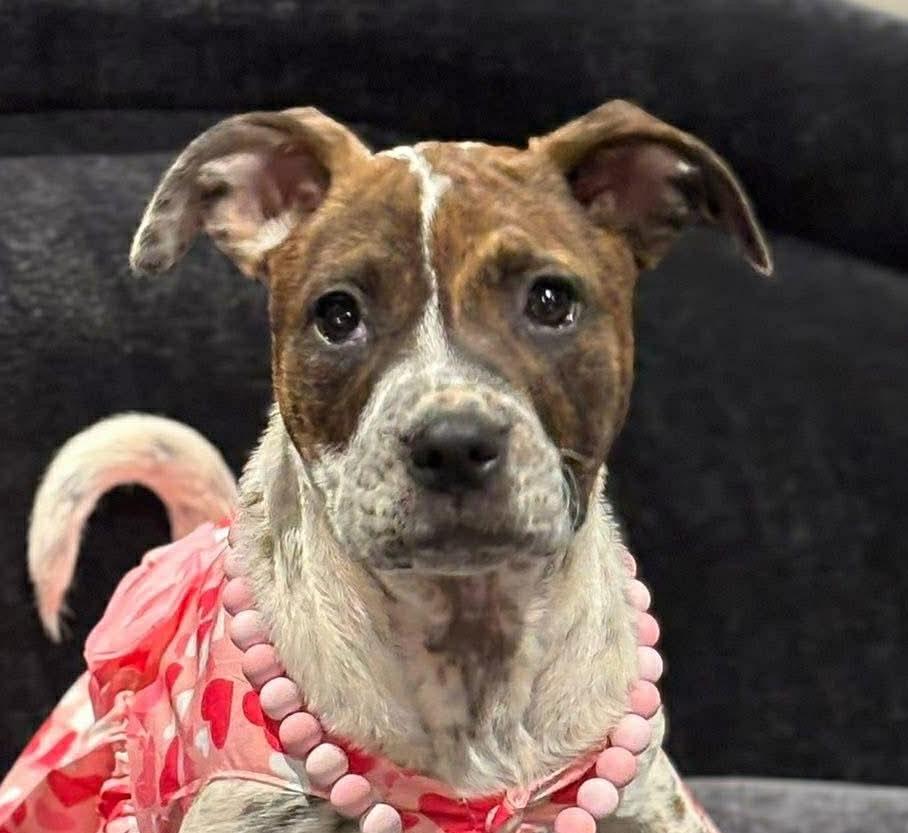 Emillia, ADOPTABLE, Puppy Female Labrador Retriever & Pit Bull Terrier.