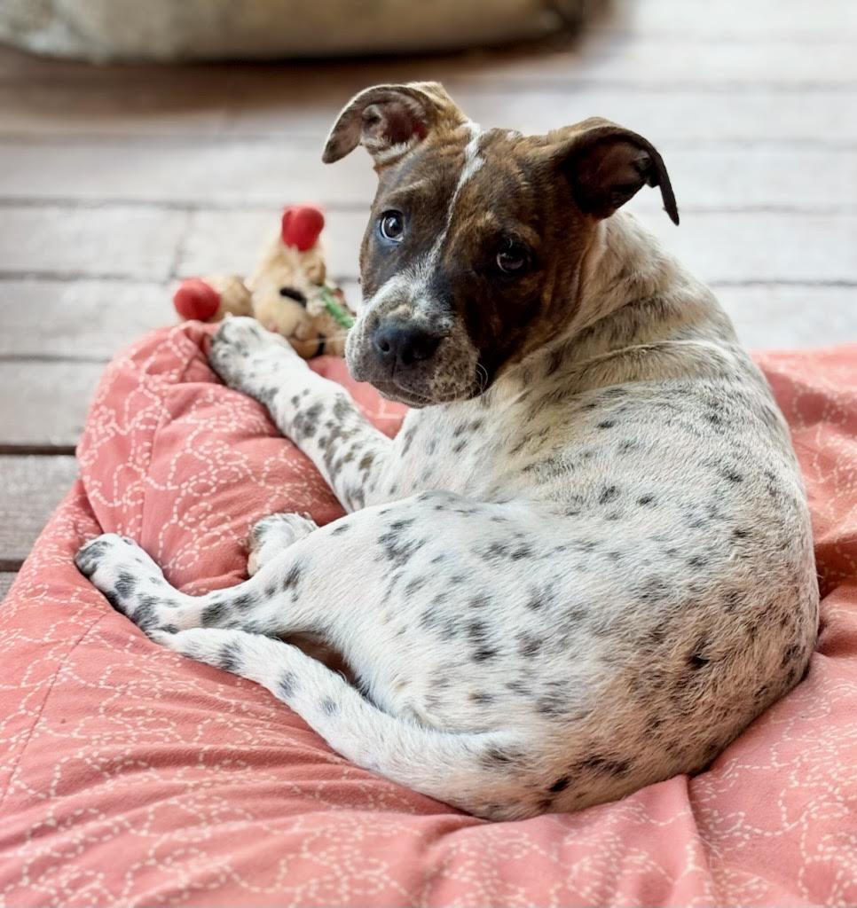 Enlarge Emillia, a ADOPTABLE mixed breed in Cumming, GA image 4/6