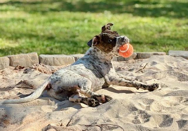 Enlarge Emillia, a ADOPTABLE mixed breed in Cumming, GA image 2/6