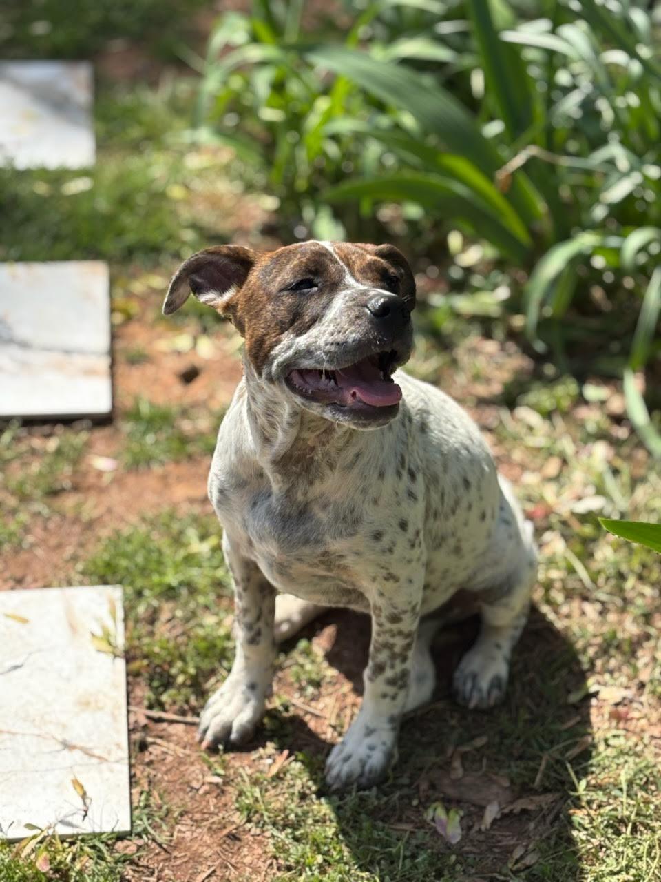 Enlarge Emillia, a ADOPTABLE mixed breed in Cumming, GA image 3/6