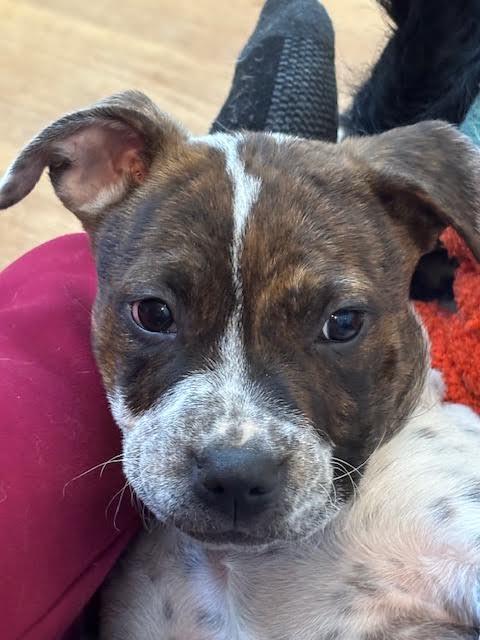 Enlarge Emillia, a ADOPTABLE mixed breed in Cumming, GA image 3/6