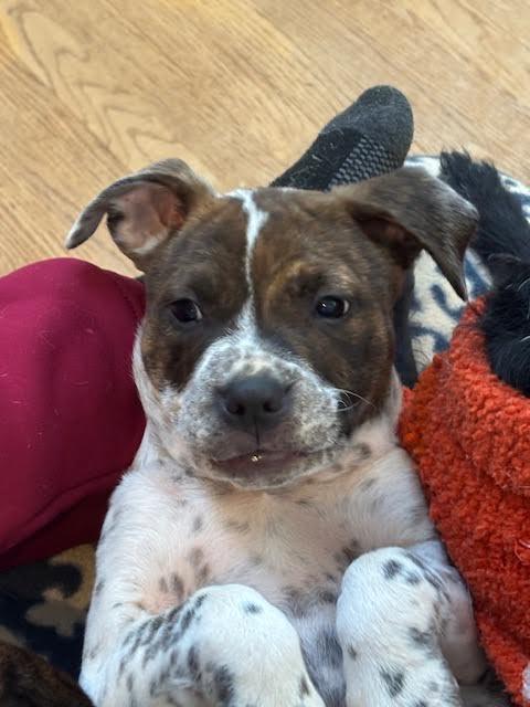 Enlarge Emillia, a ADOPTABLE mixed breed in Cumming, GA image 6/6