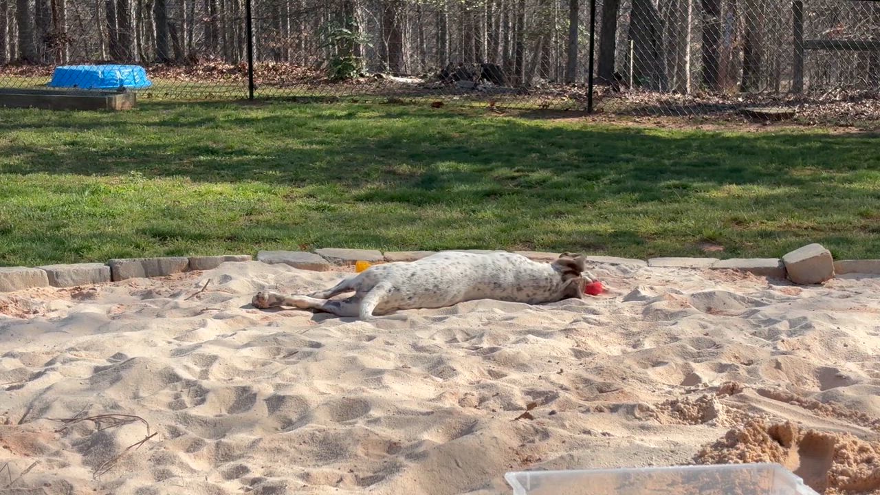 Enlarge Emillia, a ADOPTABLE mixed breed in Cumming, GA video 6/6