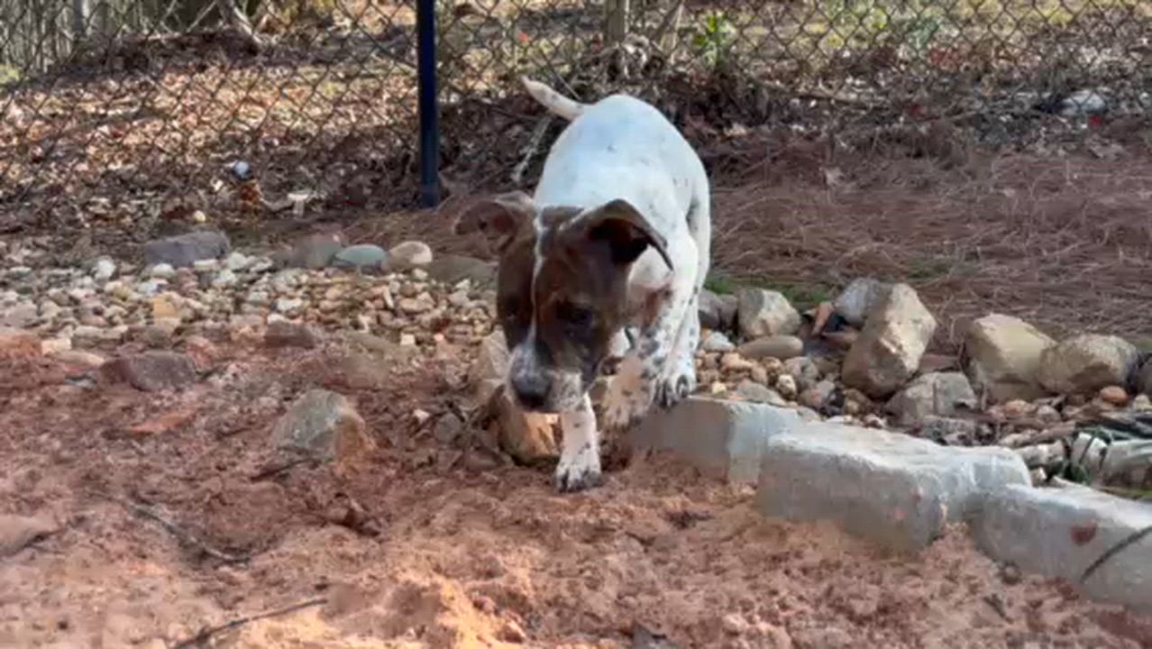Enlarge Emillia, a ADOPTABLE mixed breed in Cumming, GA video 6/6