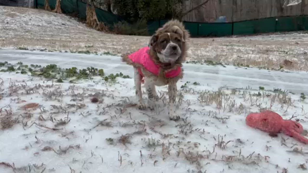 Enlarge Emillia, a ADOPTABLE mixed breed in Cumming, GA video 4/6