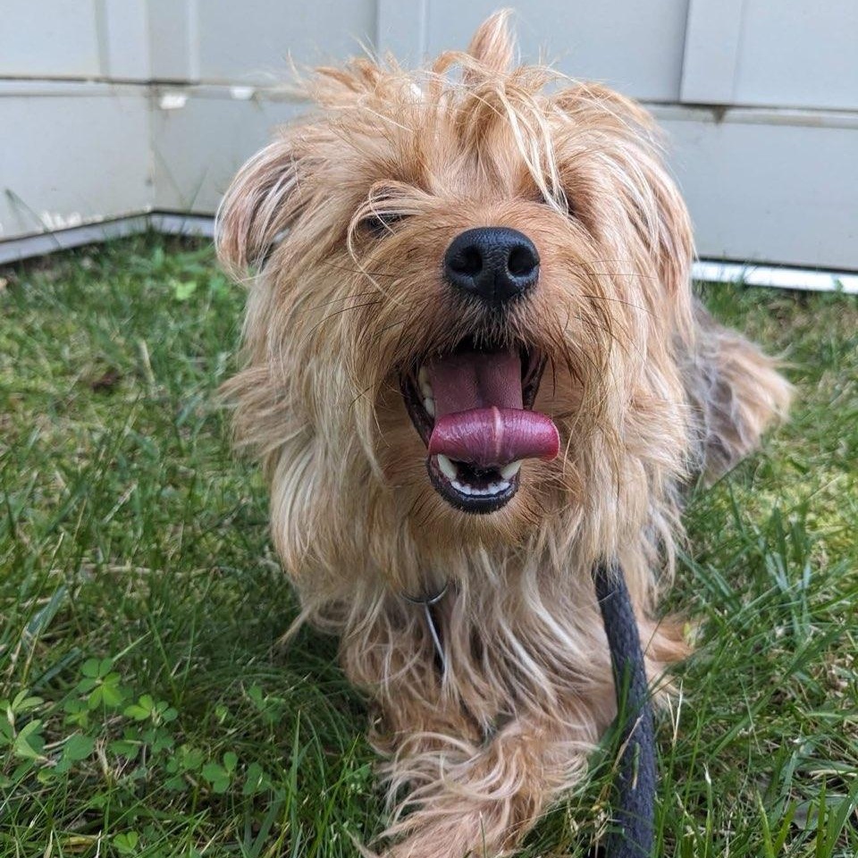Enlarge Cherrio (ID 51731), an adopted Yorkshire Terrier in Manassas, VA image 1/1