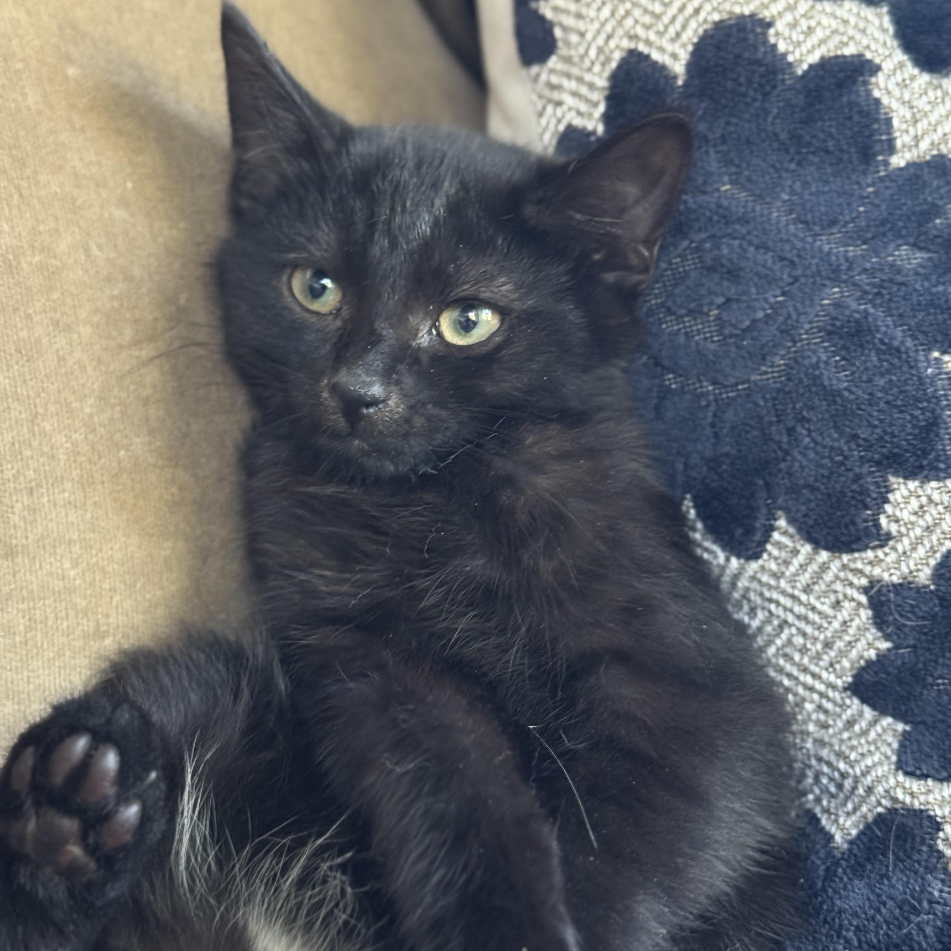 River, ADOPTABLE, Kitten Male Domestic Short Hair.