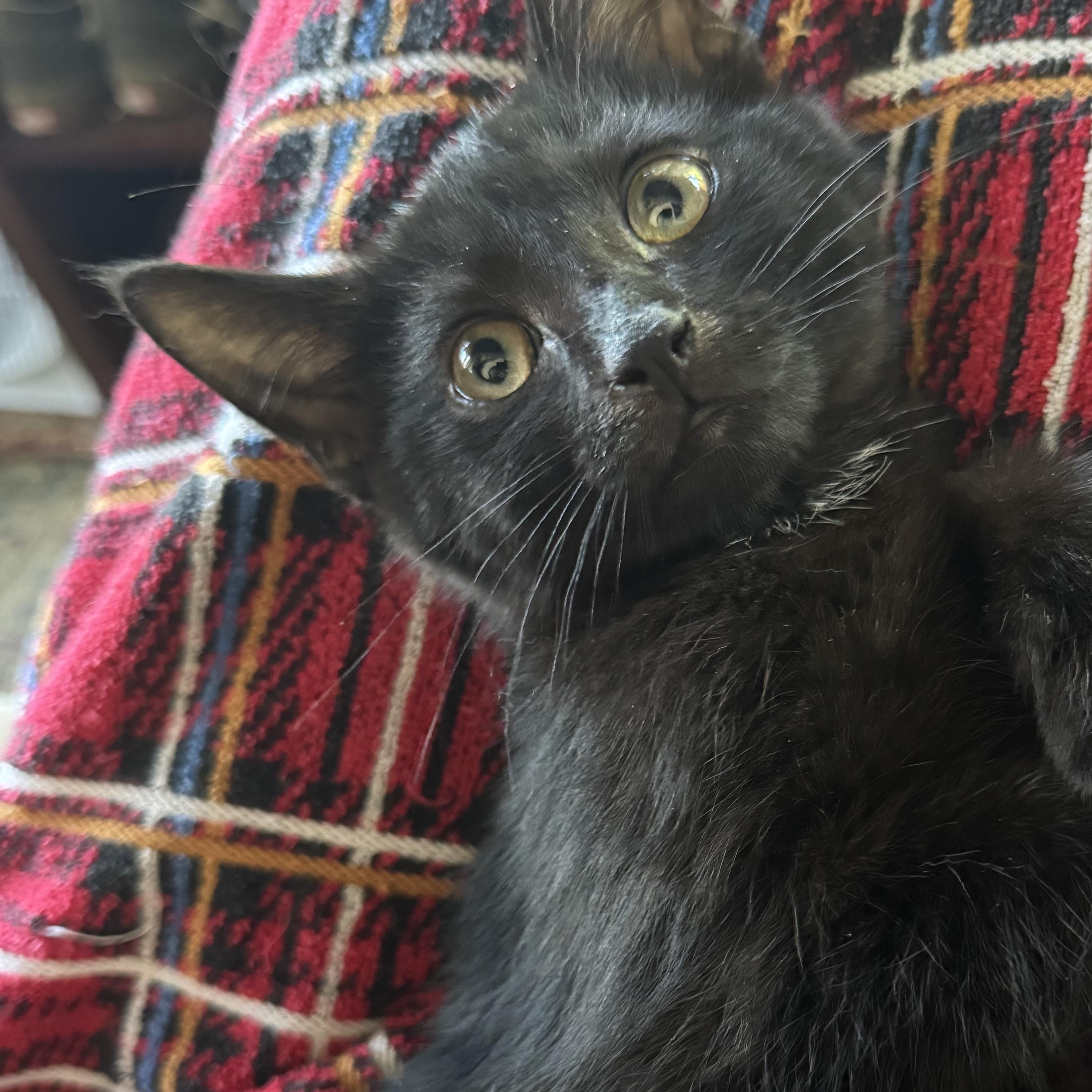 Enlarge River, a ADOPTABLE Domestic Short Hair in Clifton, NJ image 3/3
