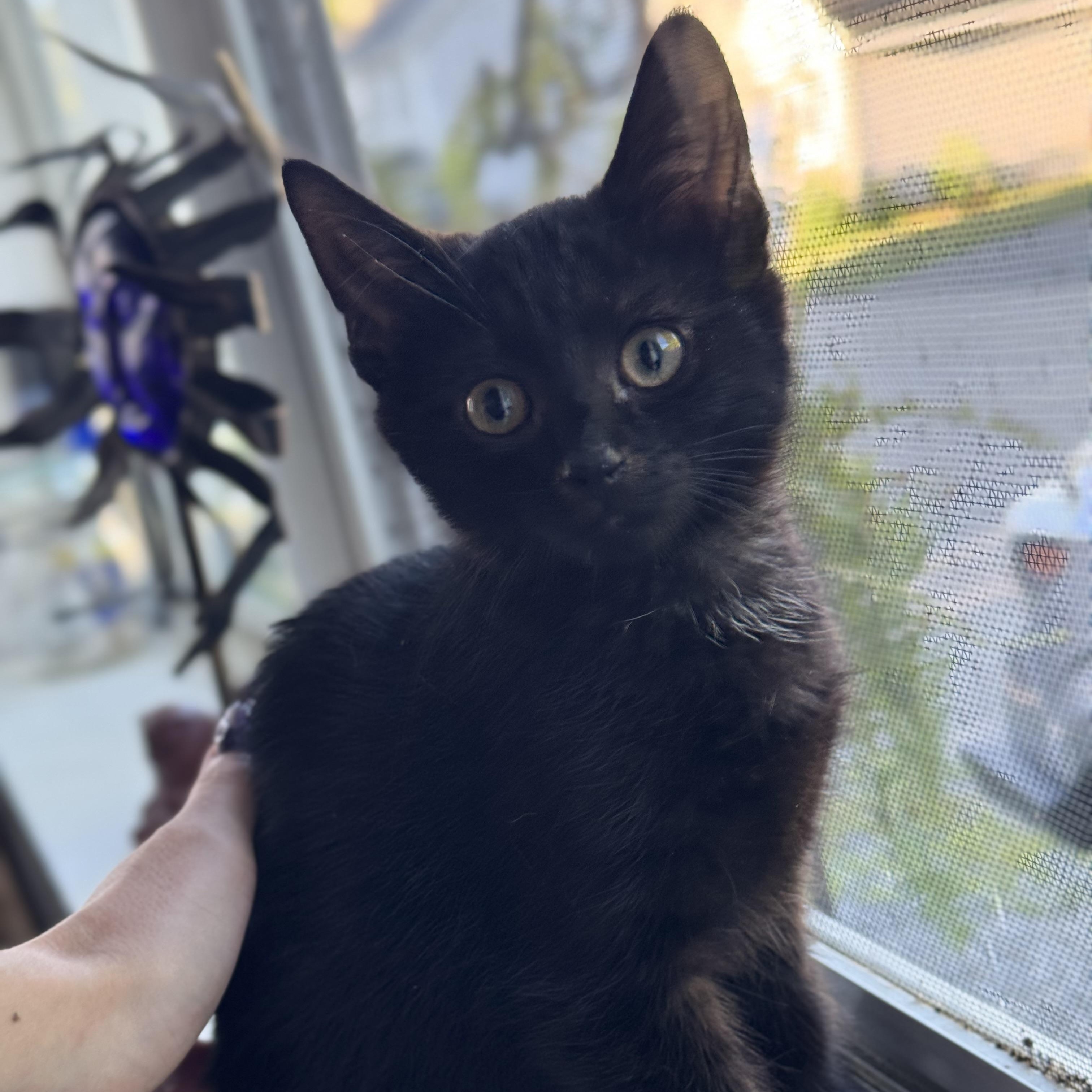 Enlarge River, a ADOPTABLE Domestic Short Hair in Clifton, NJ image 2/3