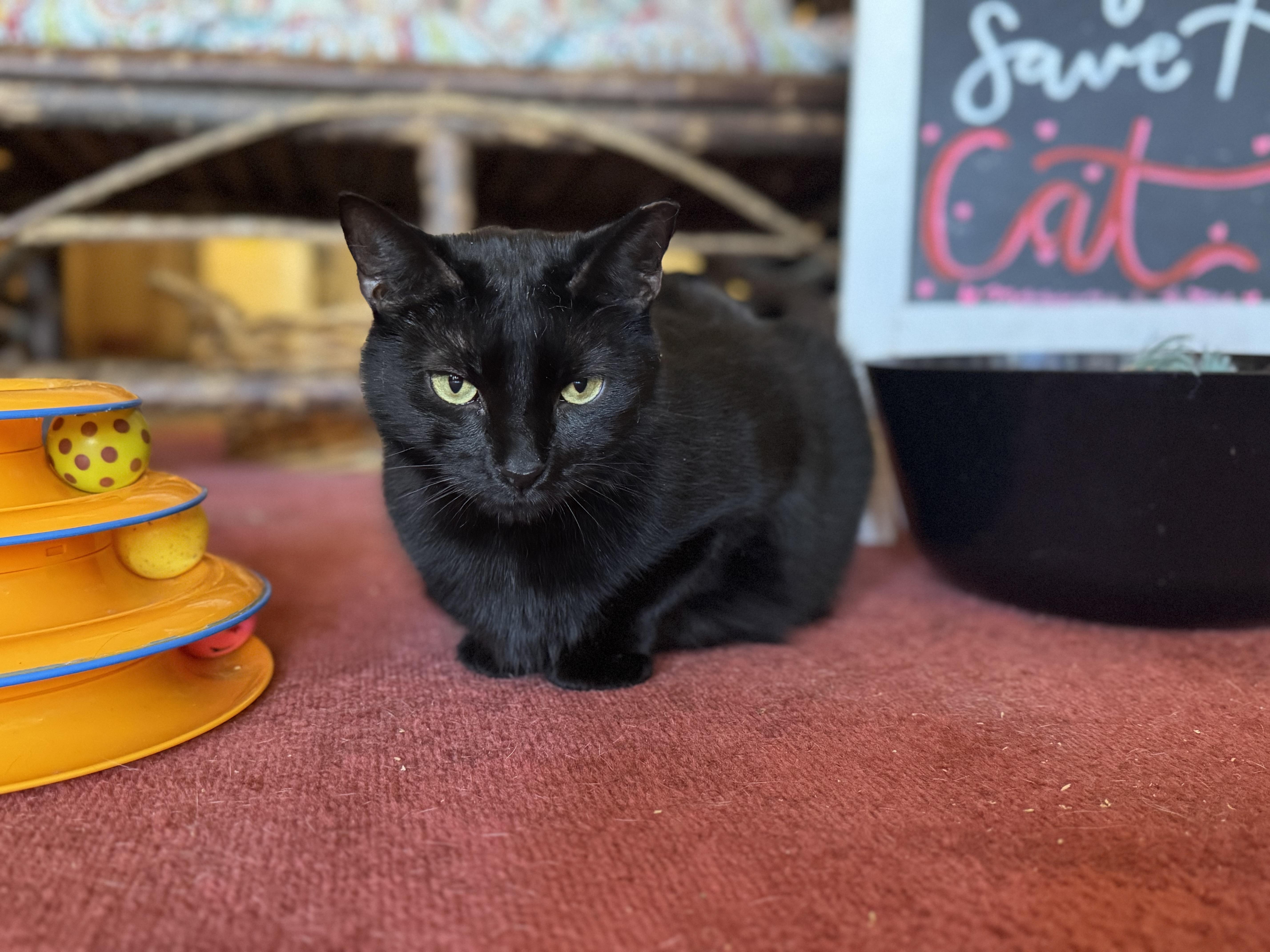 Enlarge Onyx, a Adoptable Domestic Short Hair in Memphis, TN image 1/3