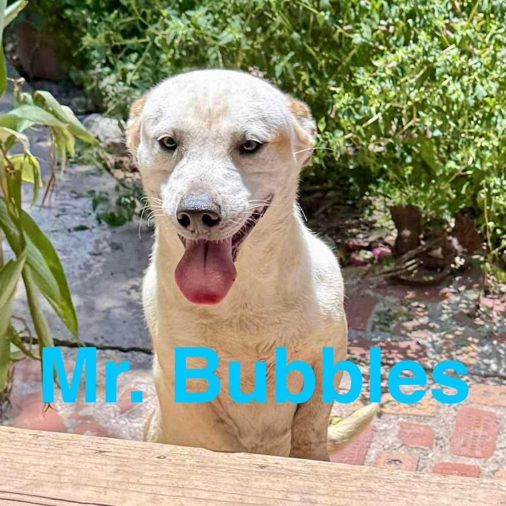 Mr. Bubbles
