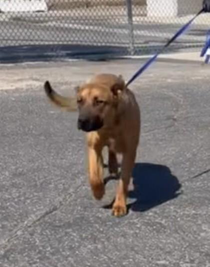 Wanda, a ADOPTABLE mixed breed in Frazier Park, CA image 5/6