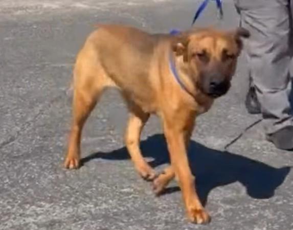 Wanda, a ADOPTABLE mixed breed in Frazier Park, CA image 3/6
