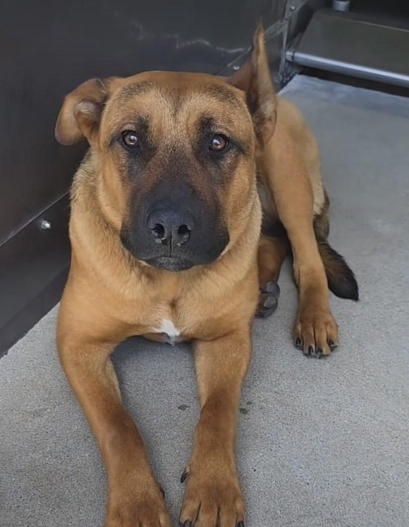 Wanda, a ADOPTABLE mixed breed in Frazier Park, CA image 6/6