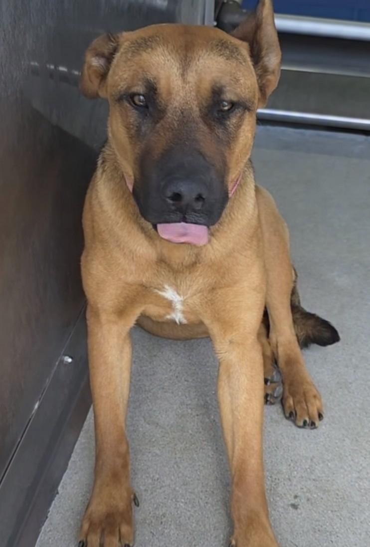Wanda, a ADOPTABLE mixed breed in Frazier Park, CA image 4/6