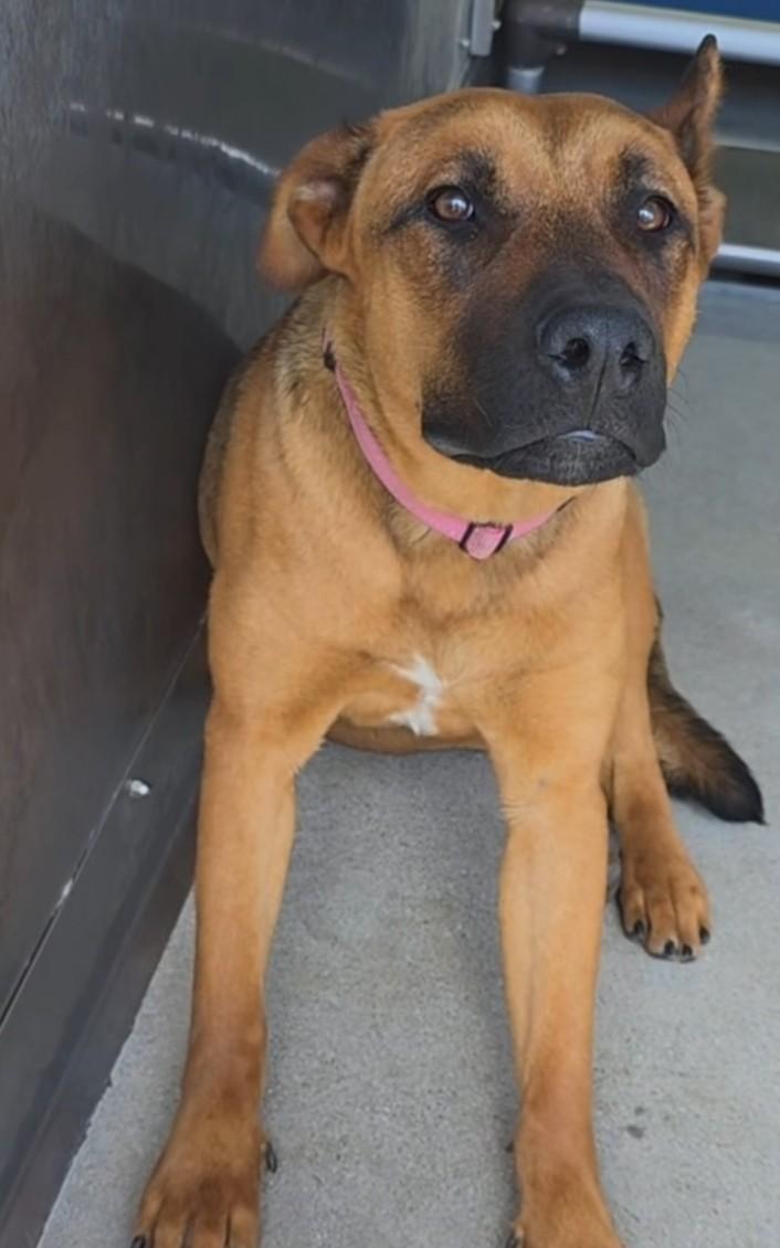 Wanda, ADOPTABLE, Young Female Belgian Shepherd / Malinois.