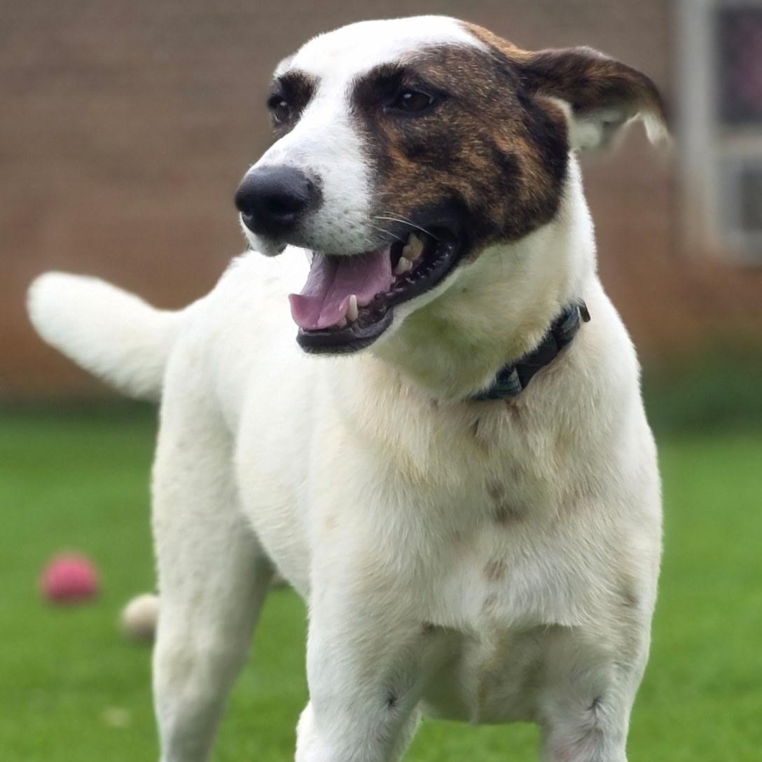 Whelma, ADOPTABLE, Young Female Border Collie.