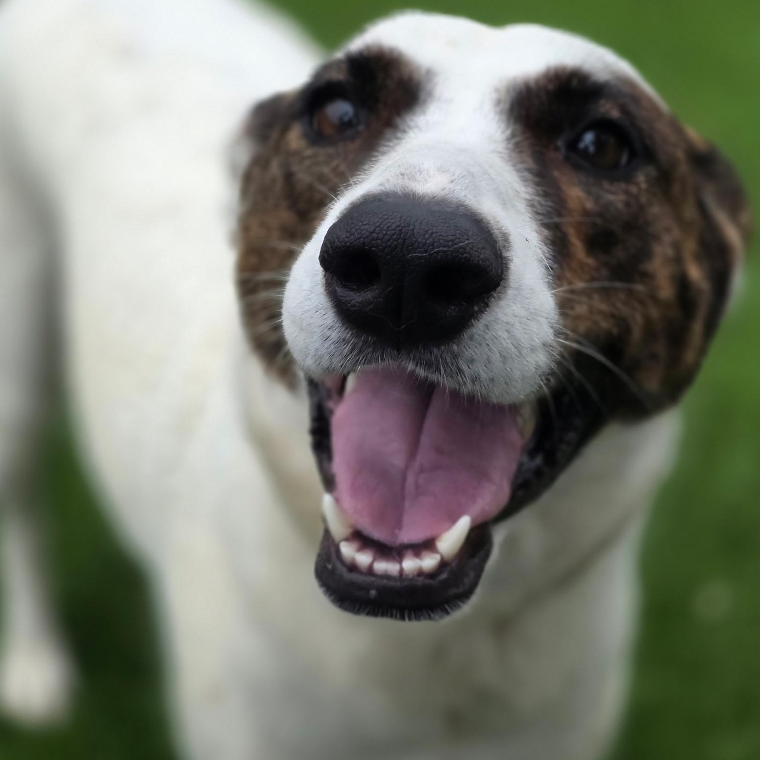 Whelma, a ADOPTABLE mixed breed in Anderson, SC image 3/4