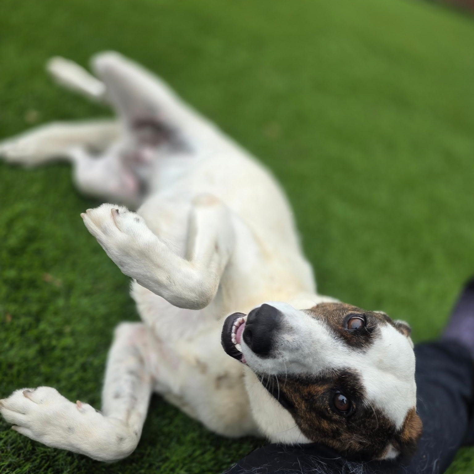 Whelma, a ADOPTABLE mixed breed in Anderson, SC image 4/4