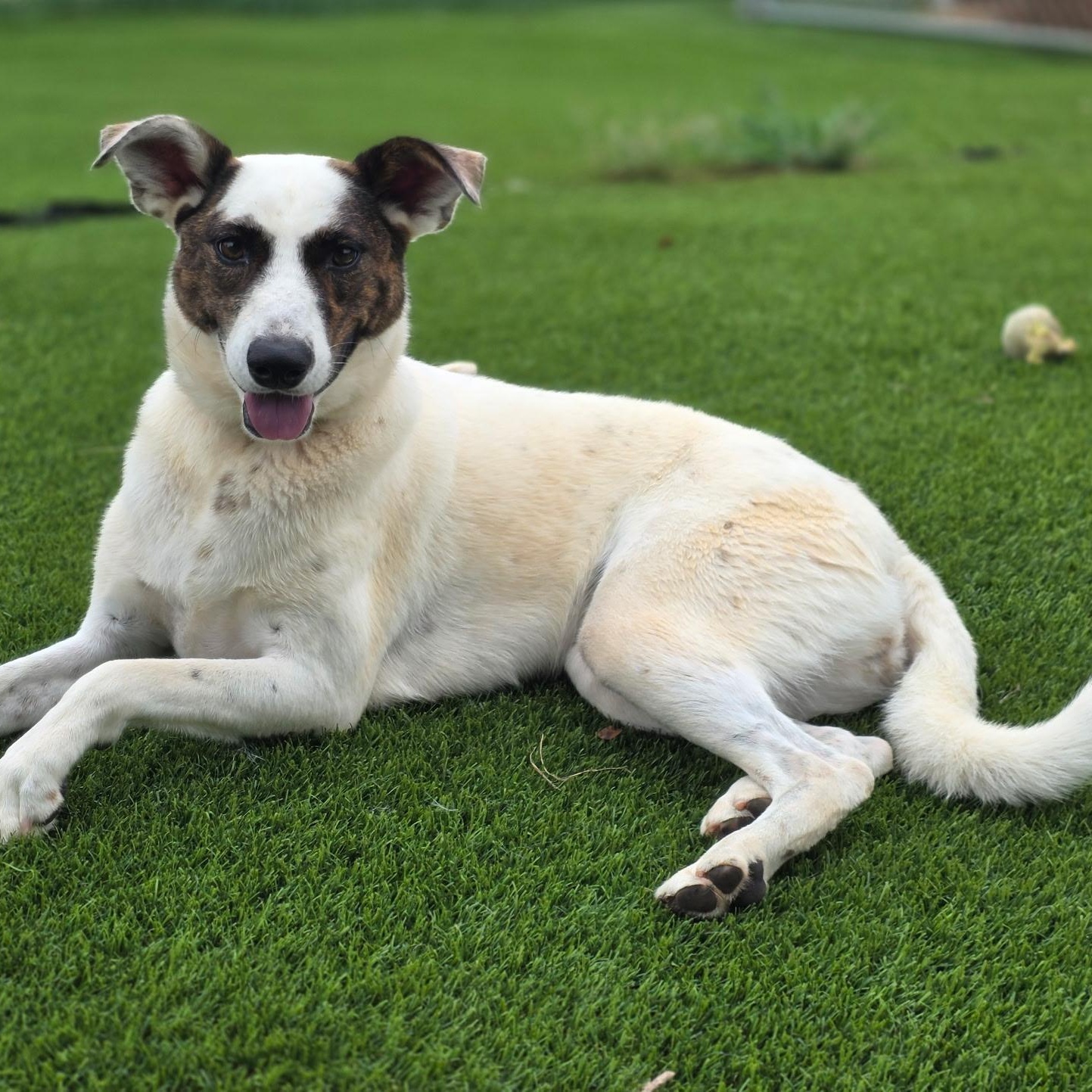 Whelma, a ADOPTABLE mixed breed in Anderson, SC image 2/4