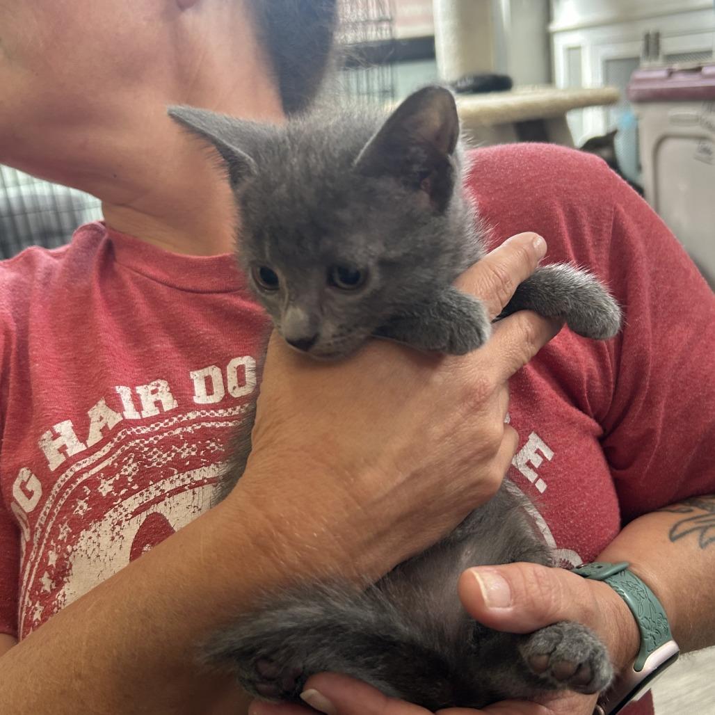 Moira 26-066, Adoptable, Kitten Female Domestic Short Hair.