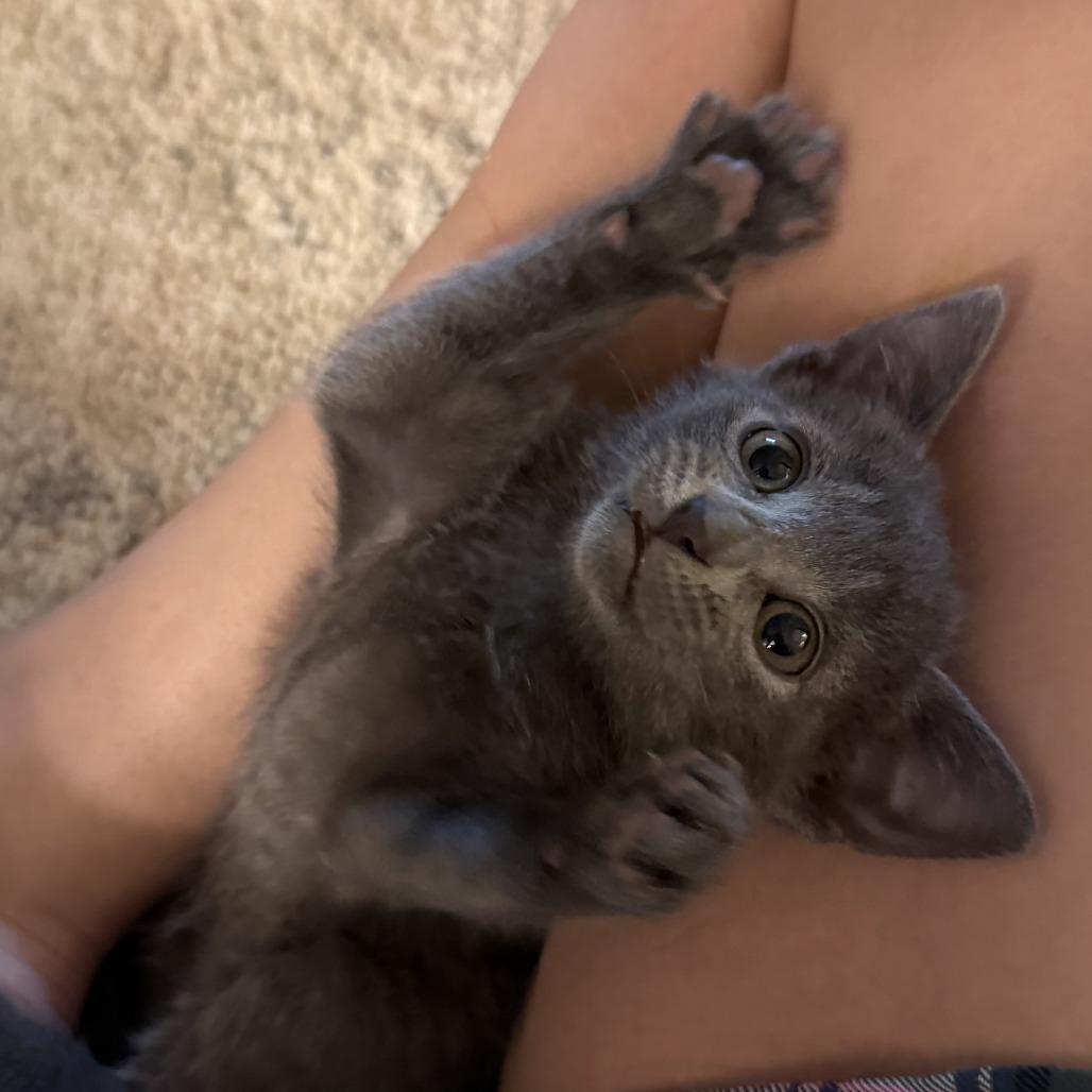 Moira 26-066, a Adoptable Domestic Short Hair in Little Rock, AR image 2/3