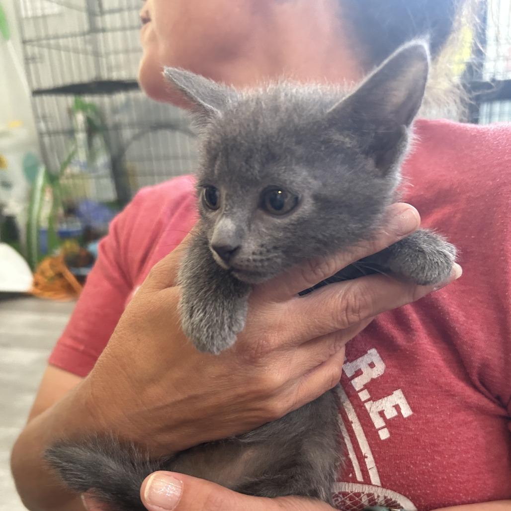 Moira 26-066, a Adoptable Domestic Short Hair in Little Rock, AR image 3/3