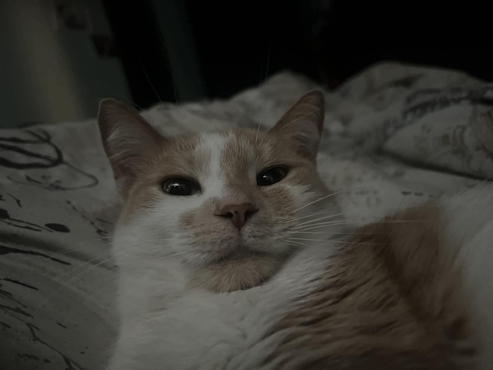 Enlarge ROSIE, a Adopted Domestic Short Hair in Tillsonburg, ON image 1/1