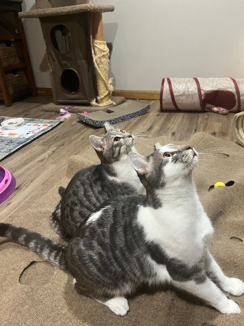 Enlarge Taylor S. and Travis K. , a Adopted Domestic Short Hair in OVERLAND PARK, KS image 1/4