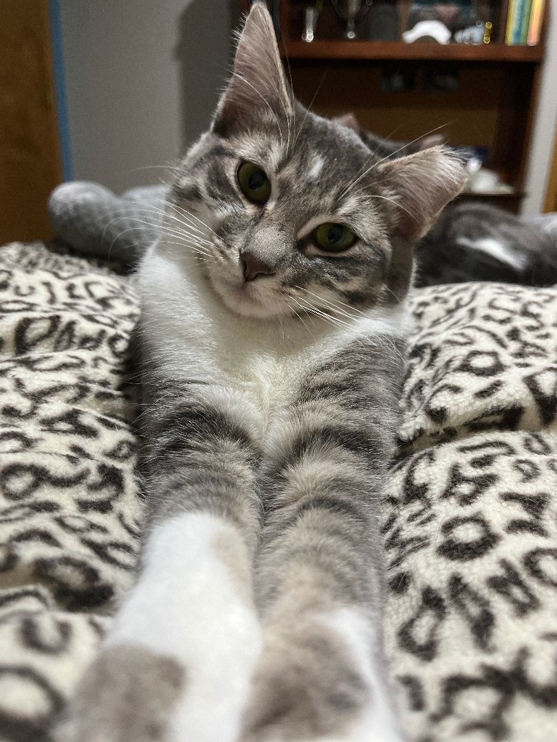 Enlarge Taylor S. and Travis K. , a Adopted Domestic Short Hair in OVERLAND PARK, KS image 2/4