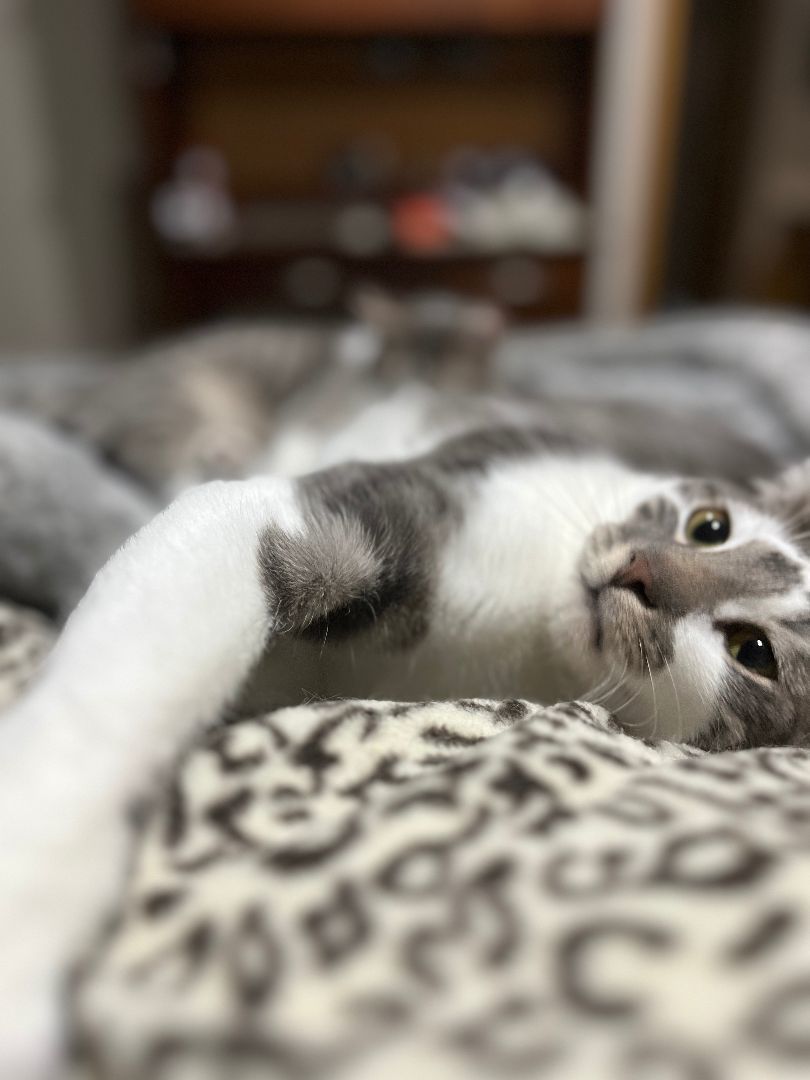 Enlarge Taylor S. and Travis K. , a Adopted Domestic Short Hair in OVERLAND PARK, KS image 3/4